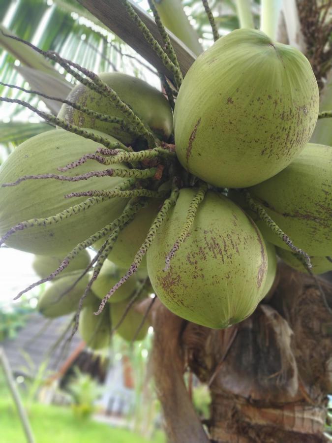 Coconut Gili Meno Hotel Kültér fotó